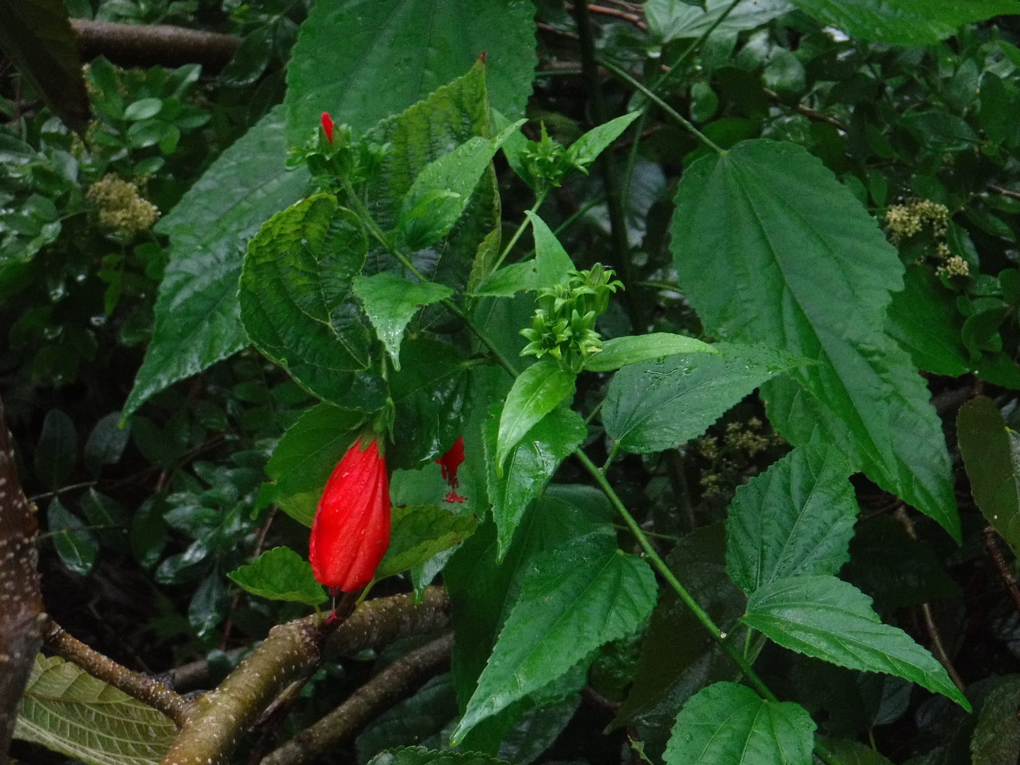Malvaviscus penduliflorus